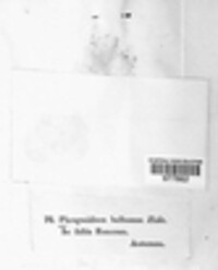 Phragmidium bulbosum image